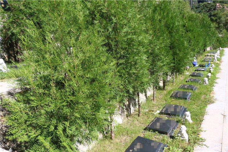 九公山树葬,花坛葬,九公山公墓,生态葬,北京公墓